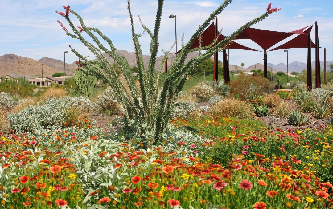 Free fall workshops teach Scottsdale residents how to save water