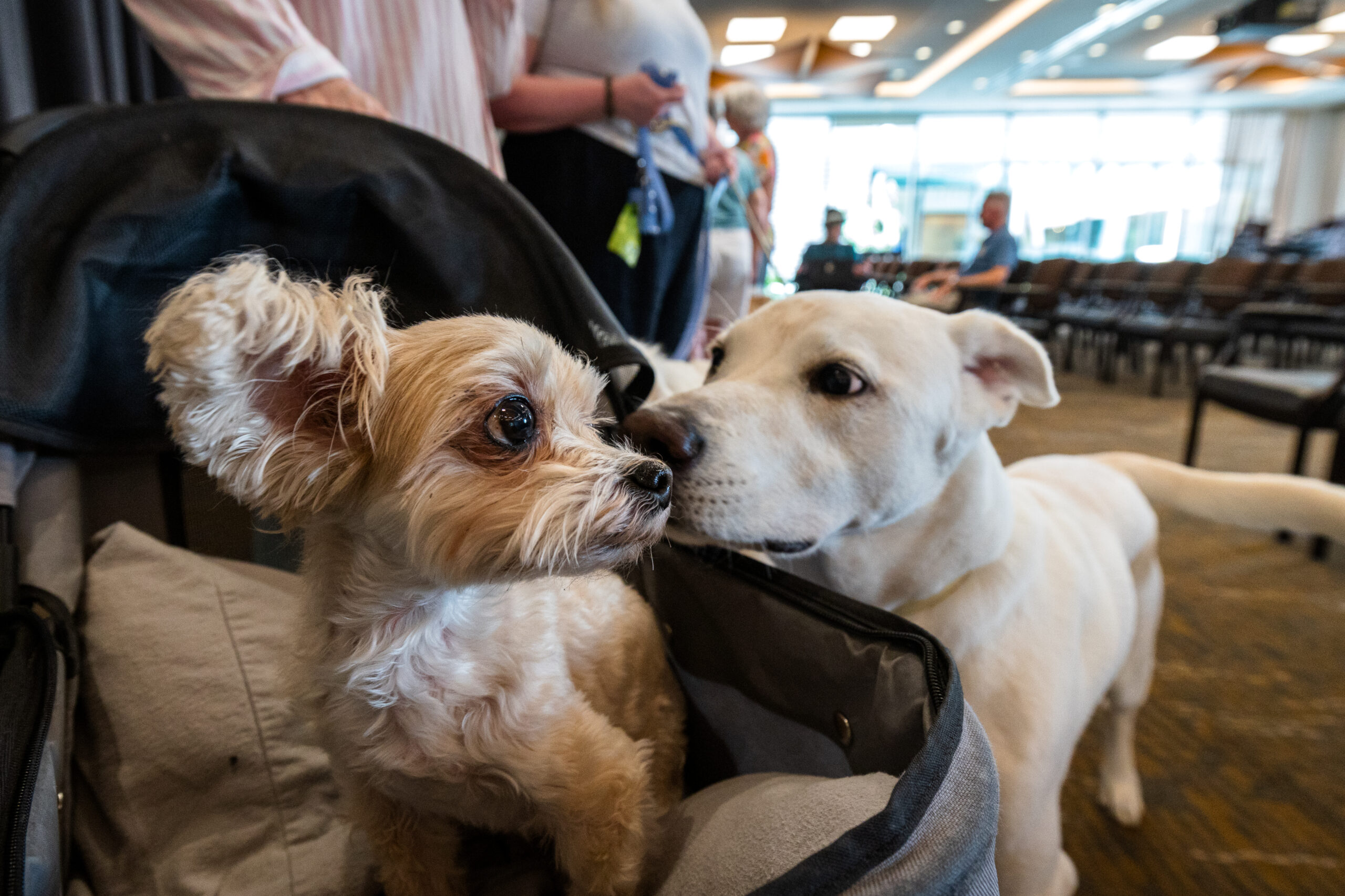 Researchers explain why big dogs age faster