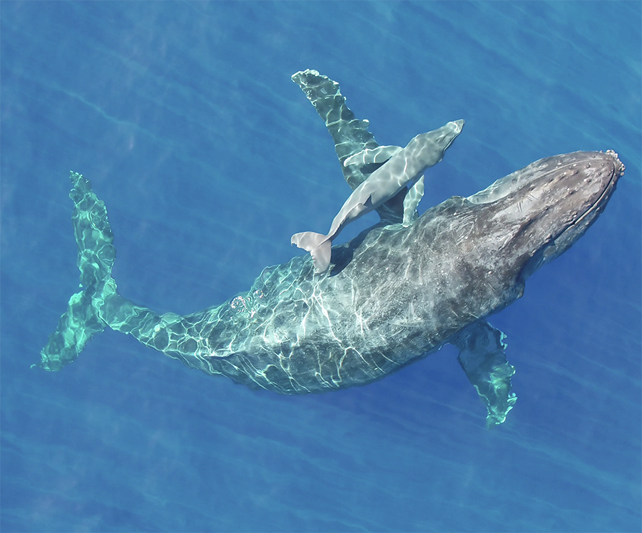 Restoring large animals may help mitigate climate change, experts say.