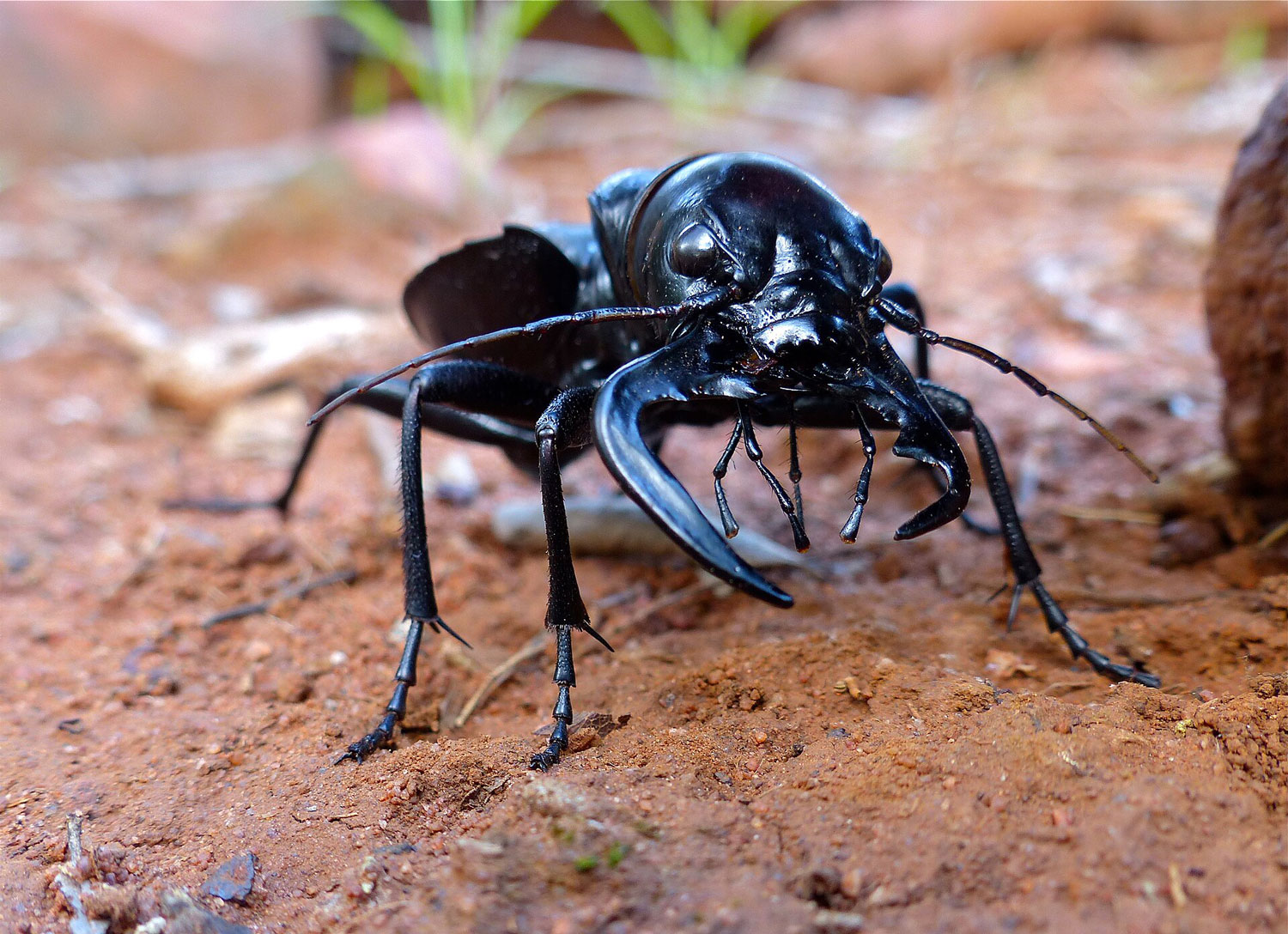 Scientists investigate the mystery behind a flightless beetle’s transatlantic journey