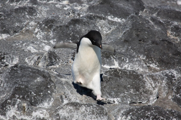 Scientists map the genetic diversity of Antarctic life