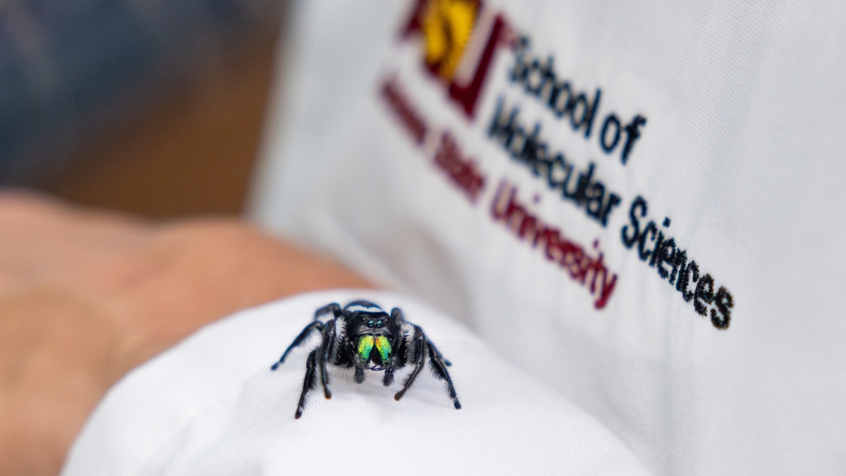 The 'real' Spider Man inspires Hollywood to consider the jumping spider